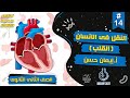 #14 | شرح درس النقل فى الانسان ( القلب ) | احياء تانيه ثانوى الترم الاول 2023 | إيمان حسن