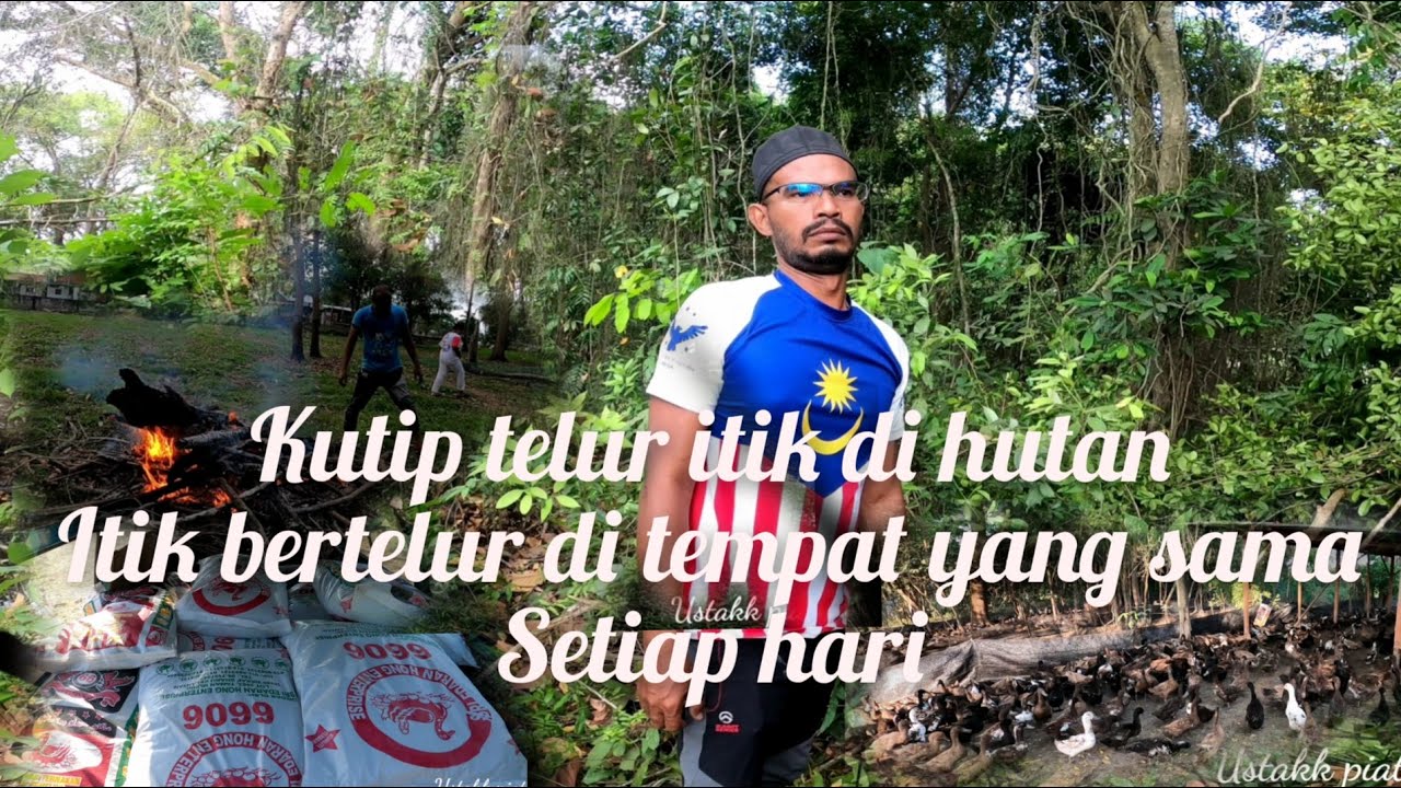 kutip telur itik 2500 ekor di hutan... bertelur di sarang sama setiap hari..