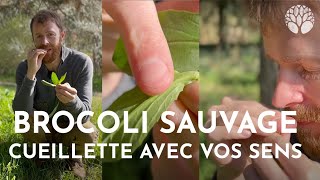 Brocoli sauvage : cueillette avec vos sens