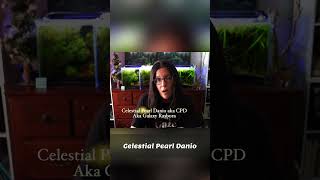 Celestial Pearl Danios: Tiny Fish, Big Tank Needs!