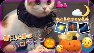 スコティッシュ猫夫婦💕出産無事するまで💕主は毎日ハロウィン🎃