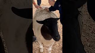 Petting Farm at Cal Poly Pomona - CPP