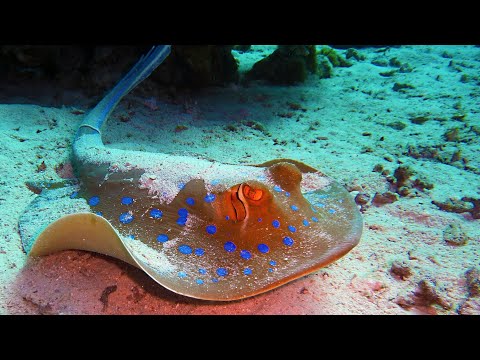 Stingray fish swimming underwater || স্টিংরে ফিস।