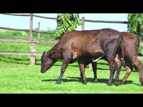 LOTE 37 RC 525 RC 491
