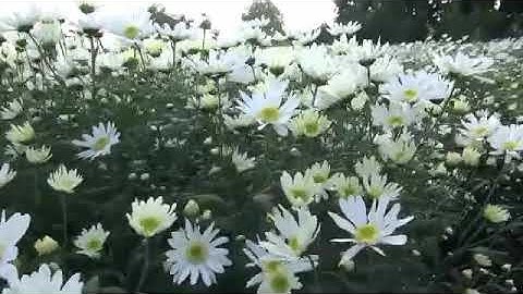 KHÁM PHÁ VƯỜN CÚC HỌA MI ĐẸP NHẤT