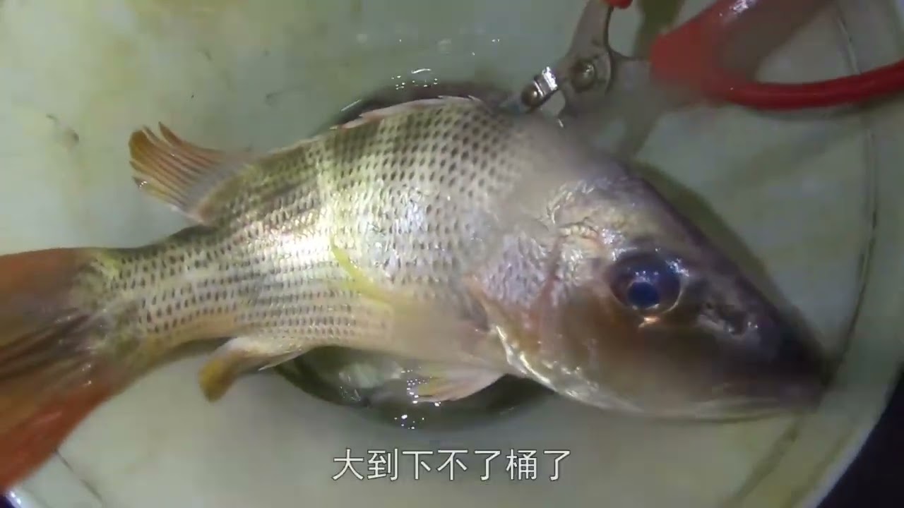 【老四赶海的作品】老四赶海徒手抓了半桶海货，遇到醉酒土豪高价买下，带...