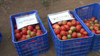 II Jornada sobre Variedades Tradicionales de Tomate de Cantabria