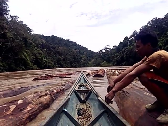 Kayu Rakitan Di Sungai Bahau class=