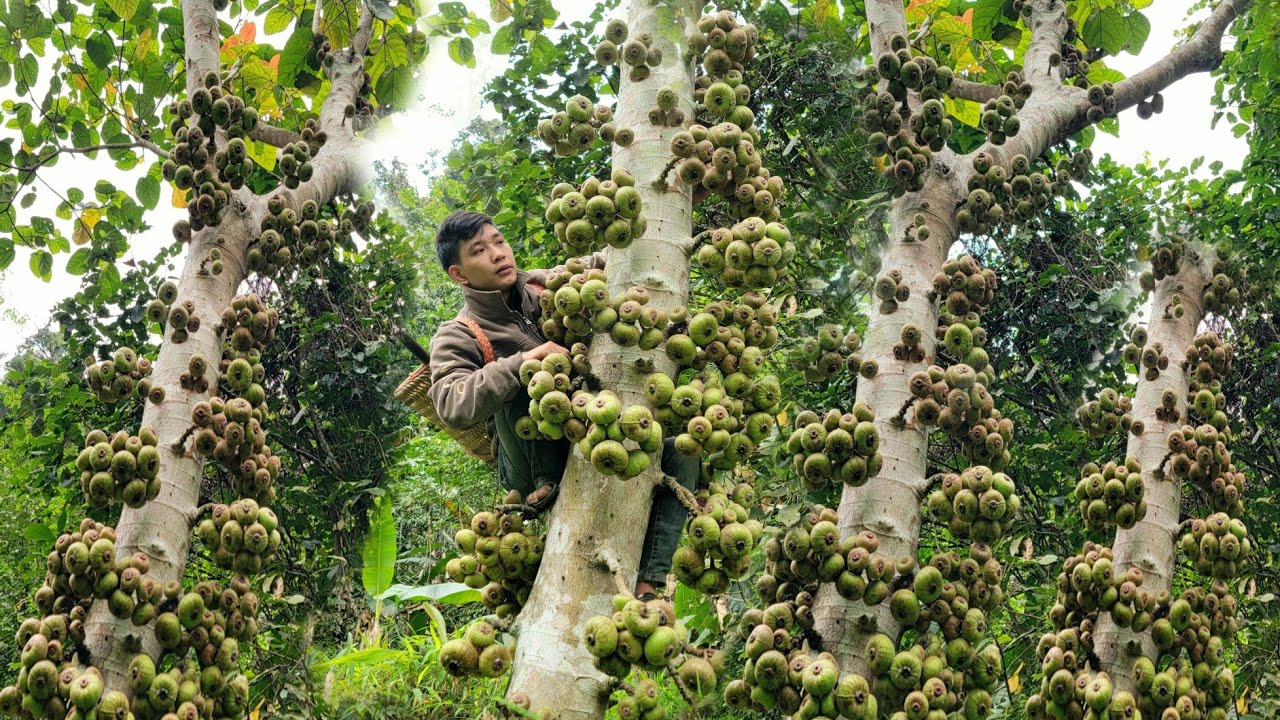 Harvesting agricultural products in the forest for sale, Forest fruits, Mushrooms for sale