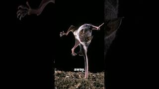 Sensing Blood in This Species!