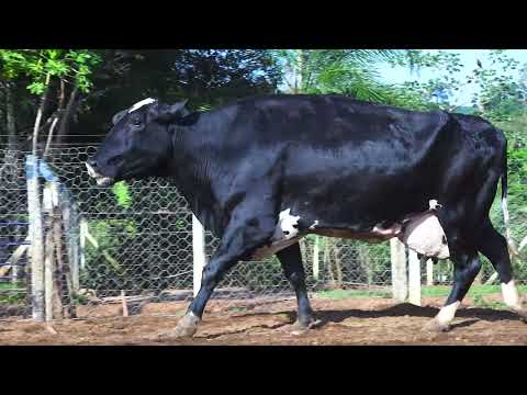 LOTE 57 NÚBIA ALTAHOTHAND FIV BOA FÉ 8237 BX