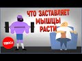 Что заставляет мышцы расти | TED-Ed