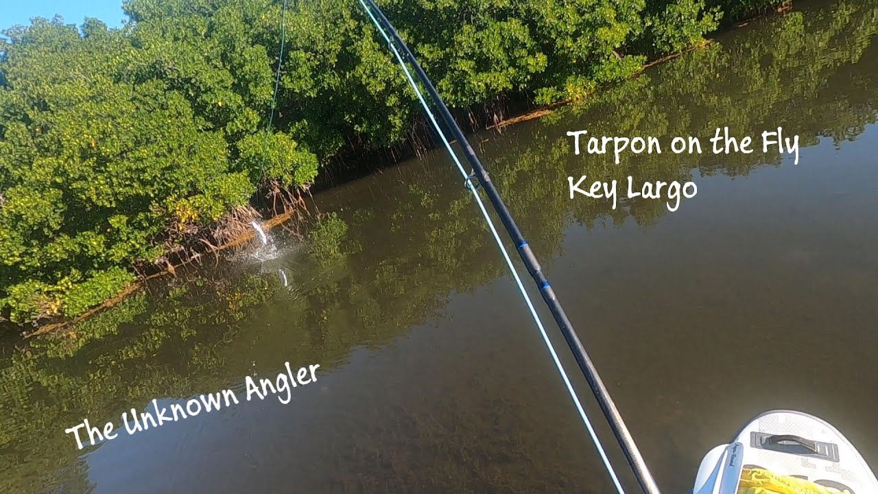 Tarpon on the fly, Key Largo Florida YouTube