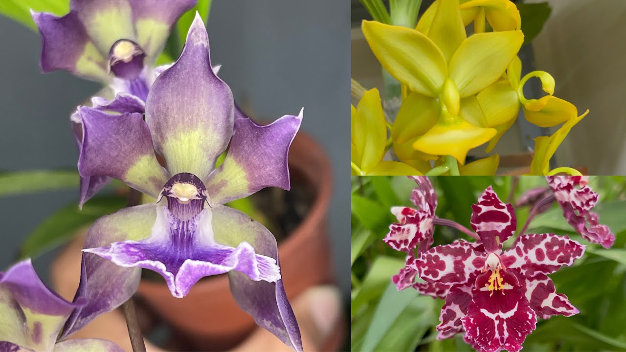Today we have Zygonisia, Miltonia, and much more. - YouTube