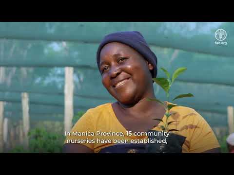 AGROFORESTRY. Innovation in Action.