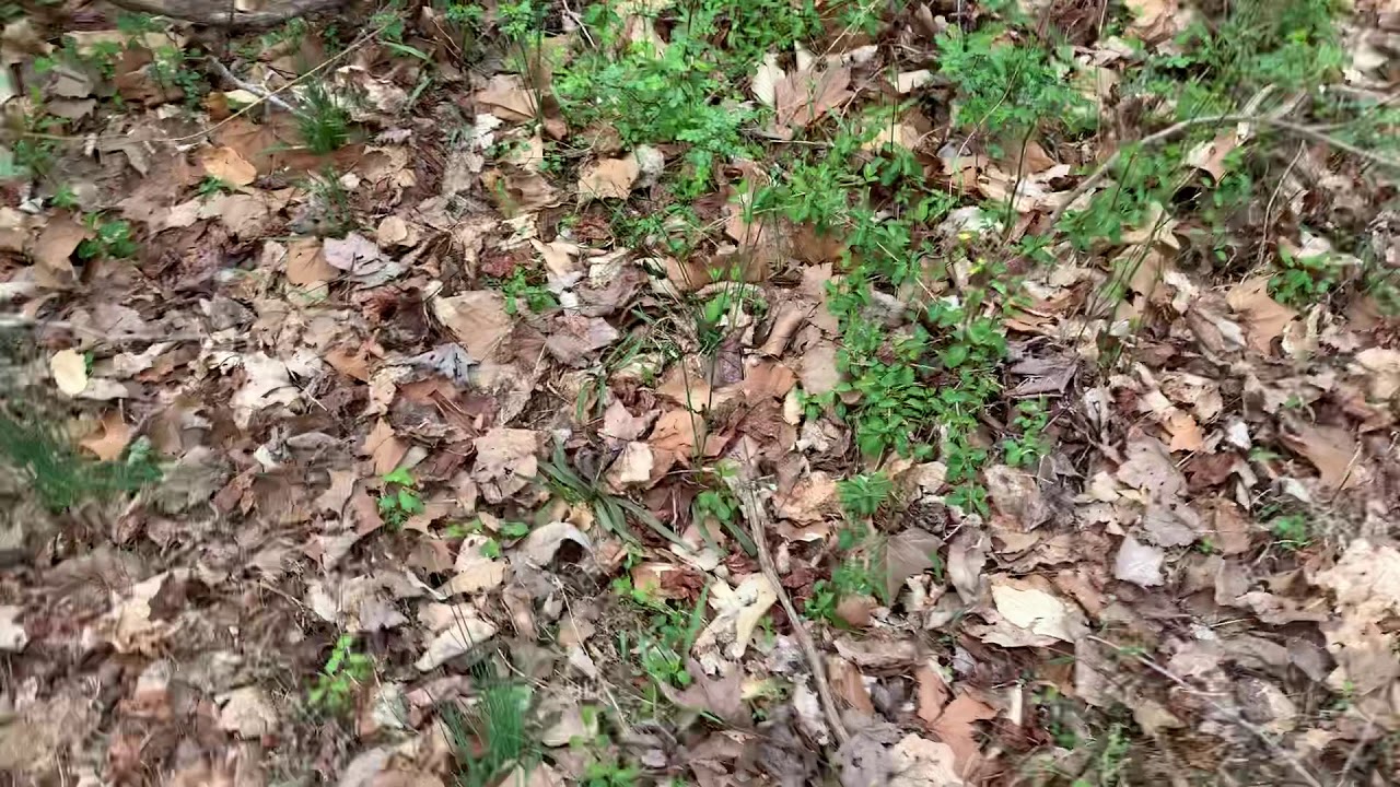 Virginia Spring Beauty