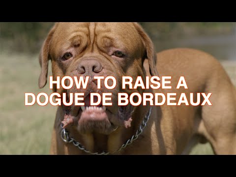 Video: Dogue De Bordeaux Hunde: Pleje Og Ernæring