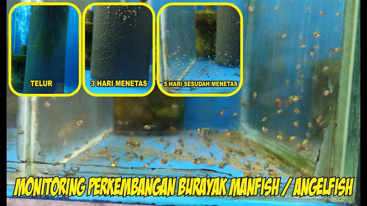 monitoring burayak ikan manfish / angelfish