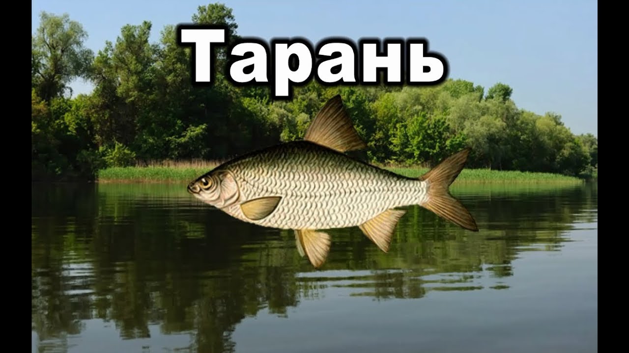 деньги игру русская рыбалка 3 деньги игру русская рыбалка 3