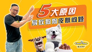 5大造成狗狗皮肤病的原因