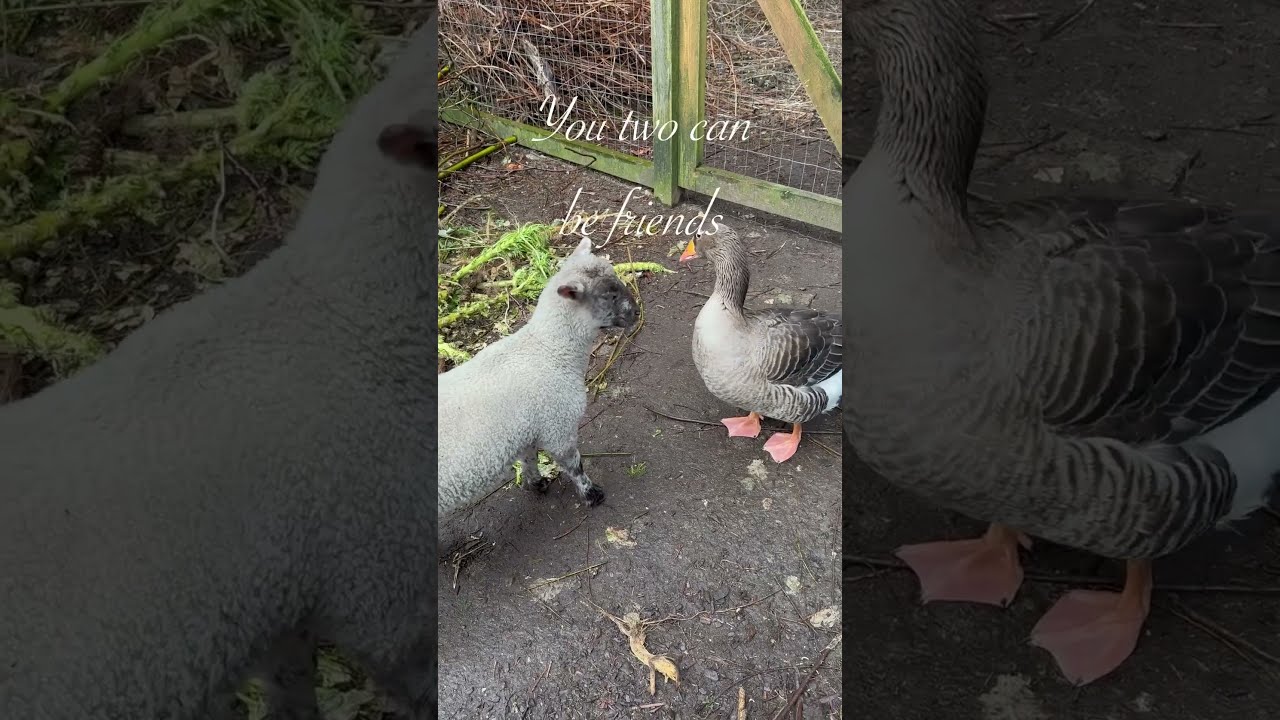 Wise little lamb calls for truce and wins the ❤️ of my goose