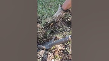 removing bamboo roots in yard #shortvideo #short