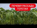 ВСЯ ПРАВДА О ТОЛСТОЙ РАССАДЕ простые правила