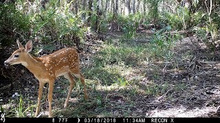 Browning Recon Force Extreme Trail Camera Pickup