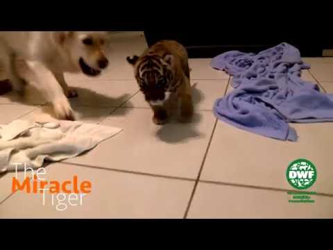Tiger cub meets