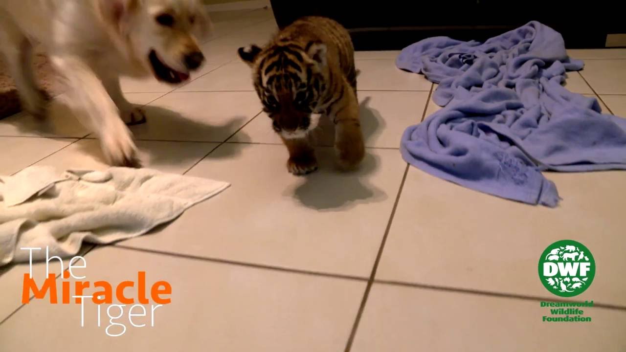 Tiger cub meets dogs for the first time The Miracle Tiger YouTube