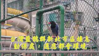 台灣藍鵲群現新北市區  動保處：漸適應都會環境