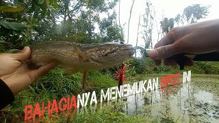 CASTING IKAN GABUS DI BEKAS GALIAN TAMBANG TIMAH YG MEMBUAT BAHAGIA 🤭