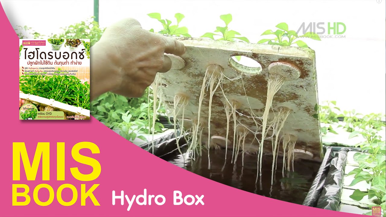 ไฮโดรบอกซ์ ปลูกผักไม่ใช้ดิน ต้นทุนตำ่ ทำง่าย | เดินชมสวนผัก | MISbook