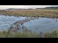 Zebras cross the Mara River; the Great Migration continues.