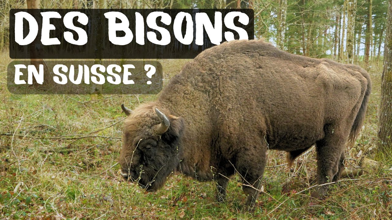 56. DES BISONS EN SUISSE ? 🦬🦬 🇨🇭