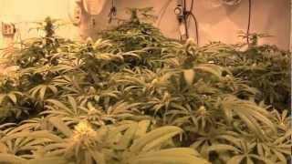 OMMPgrower Journal DAY 24 dub step