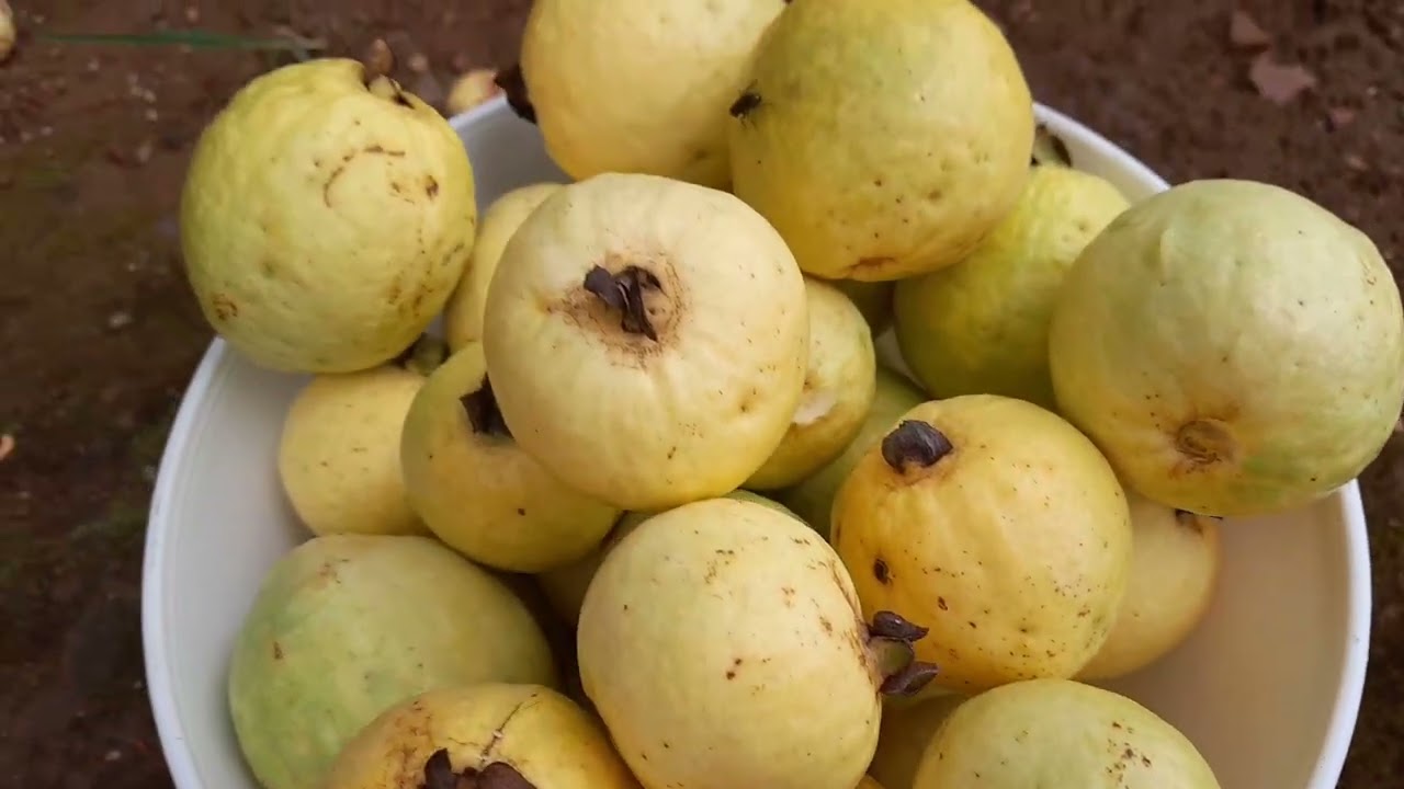 Colhendo  goiaba branca...