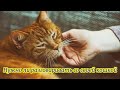 Нужно ли разговаривать со своей кошкой Do I need to talk to my cat