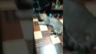 Skibidi Rizzer Kittern