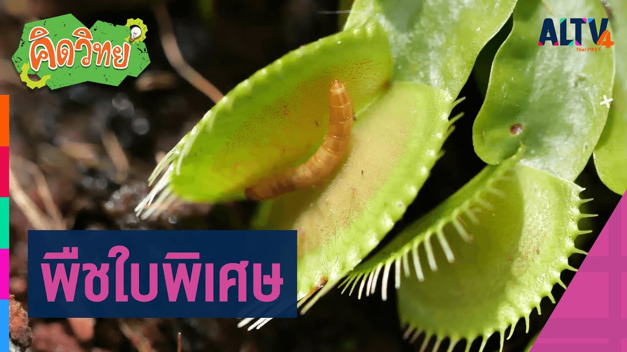 พืชใบพิเศษ : คิดวิทย์ (5 ต.ค. 64)