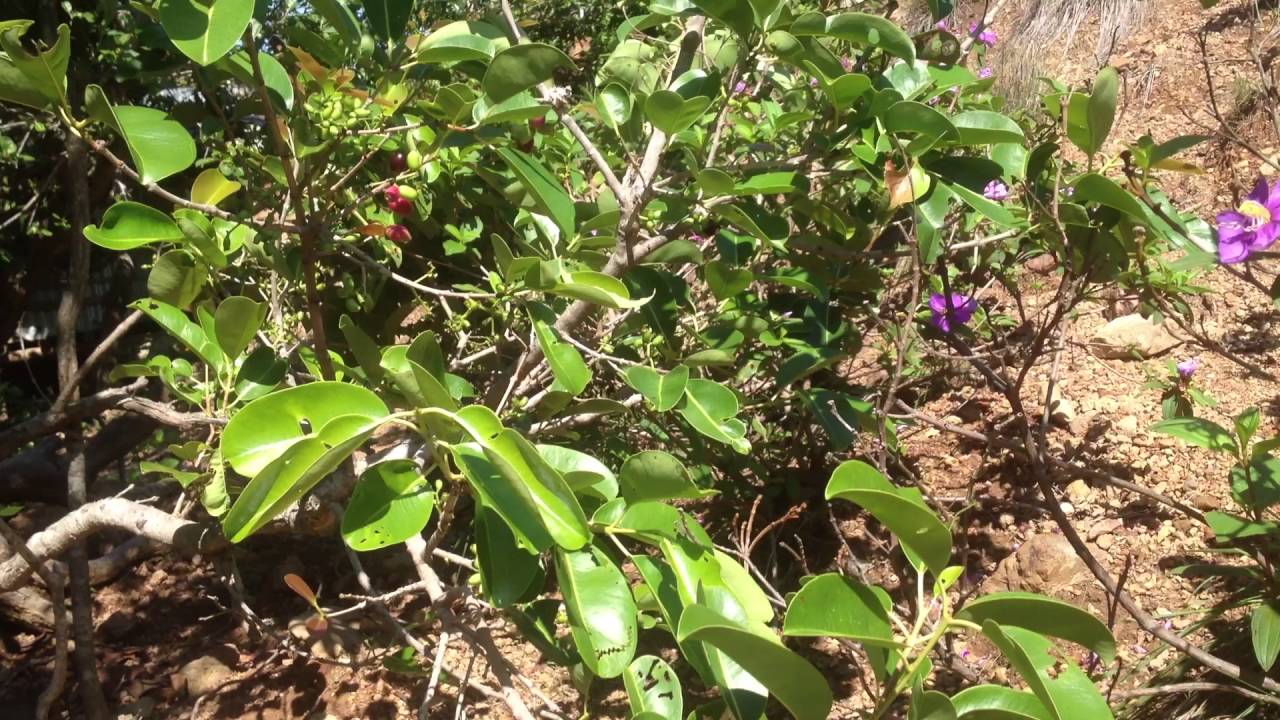 philippines money 005 Mararison Duhat Fruit -BearingTrees