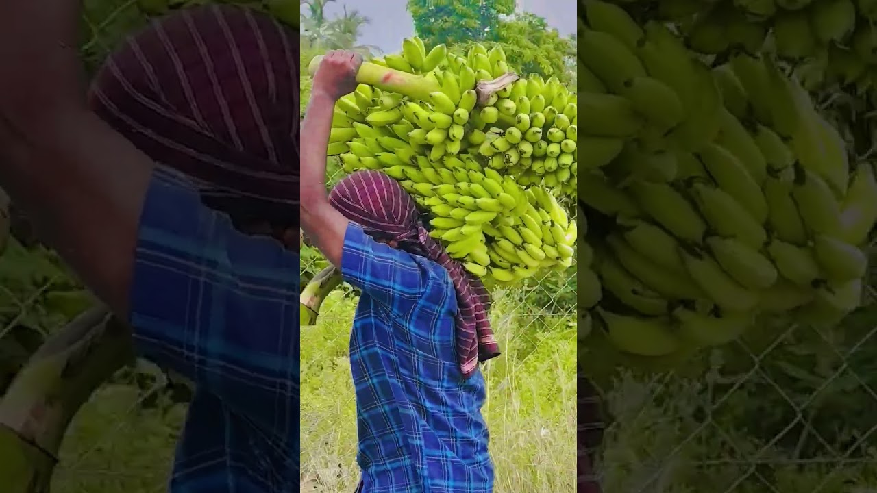 ❤️‍🩹🥹 #vivasayaarvalargal #vazhai #viralshort #millionviews #dayvlog #8millionviews #viral