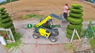 Saygın Botanik Limoni Servi Şekilli Budama Resimi