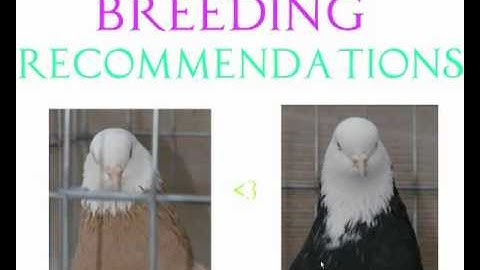 Pigeon Genetics and Genealogy
