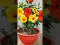 Easy And Simple Hibiscus Plant Grafting #hibiscusplant #trending #upload #viralvideo #ytshorts