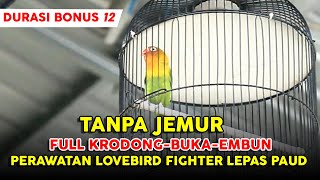 LOVEBIRD FIGHTER TANPA JEMUR DURASI BISA 1 MENIT !! GENDIS ABDUL SF