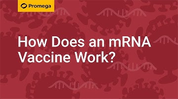 How Does an mRNA Vaccine Work?