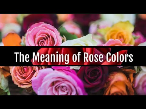 The Meaning Of Rose Colors | Rose Color Meaning