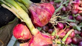 PANEN BAWANG MERAH🧅