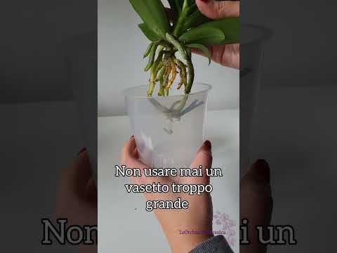 Video: Le radici dell'orchidea dovrebbero essere verdi o bianche?